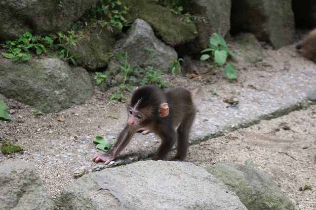 行けるとこまで歩こう