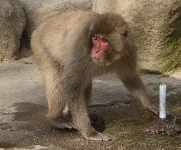 クロマグロ3才