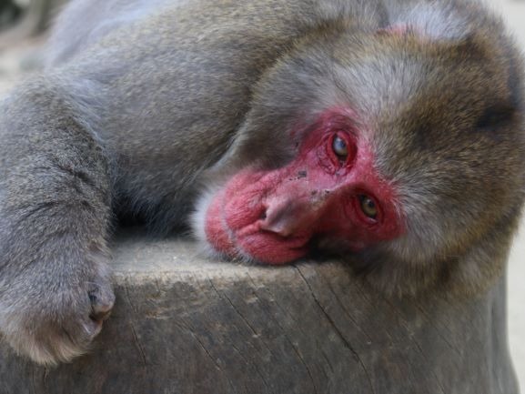 恋愛に疲れて横になるナンチュウ