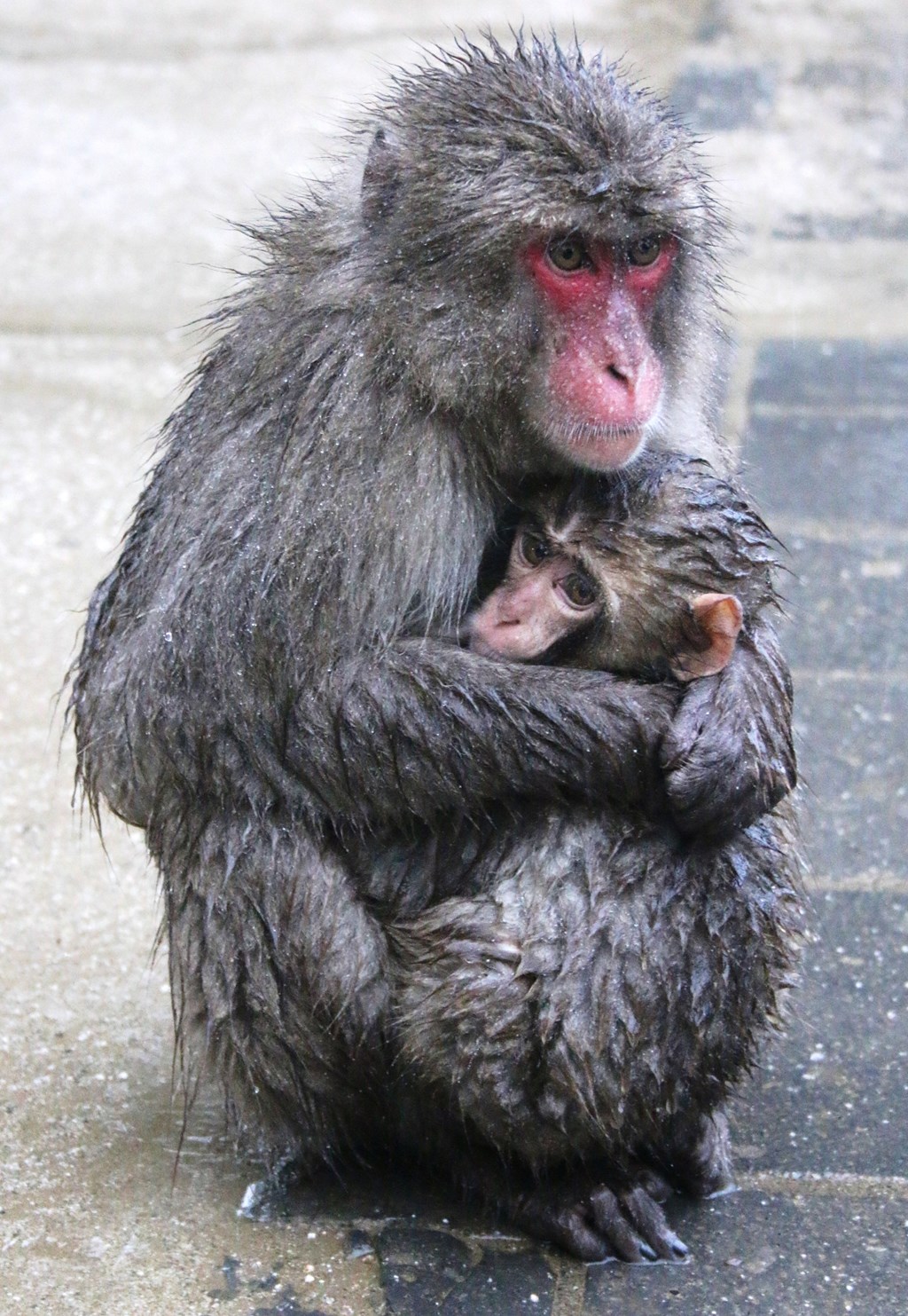 お母さんの胸に雨宿り