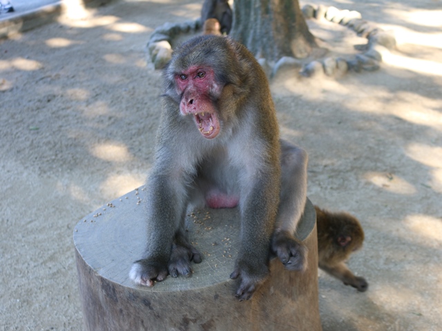 お母さんは スタッフブログ 高崎山自然動物園