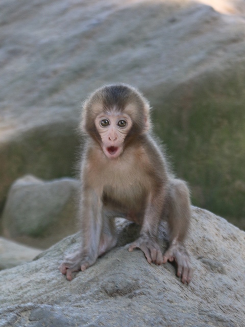 お母さんは スタッフブログ 高崎山自然動物園