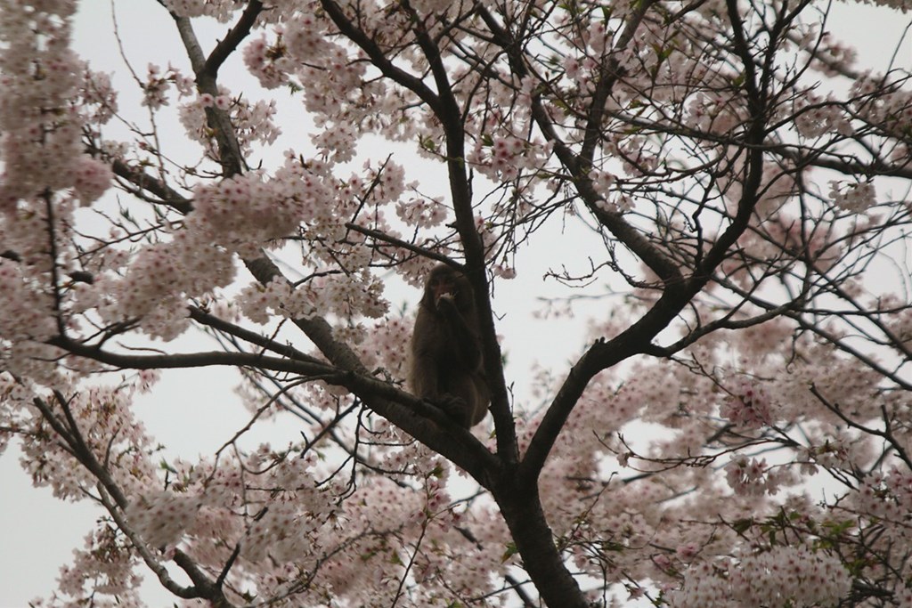 桜の中