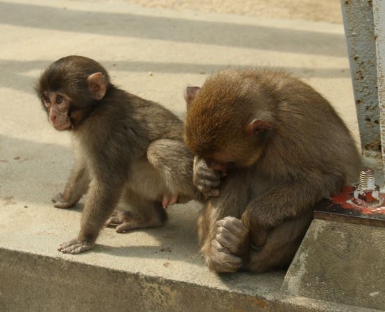 食べちゃいたいの スタッフブログ 高崎山自然動物園