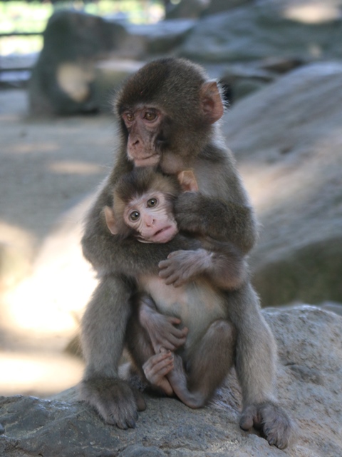 お母さんは スタッフブログ 高崎山自然動物園