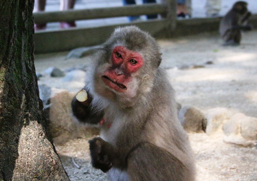 警戒中の「サヤカ」