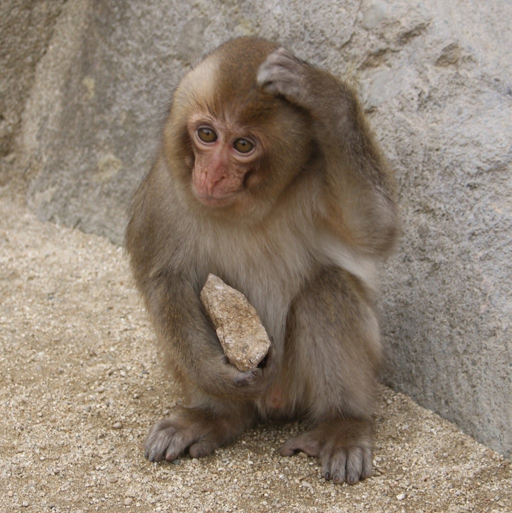 子ザルのたからもの スタッフブログ 高崎山自然動物園