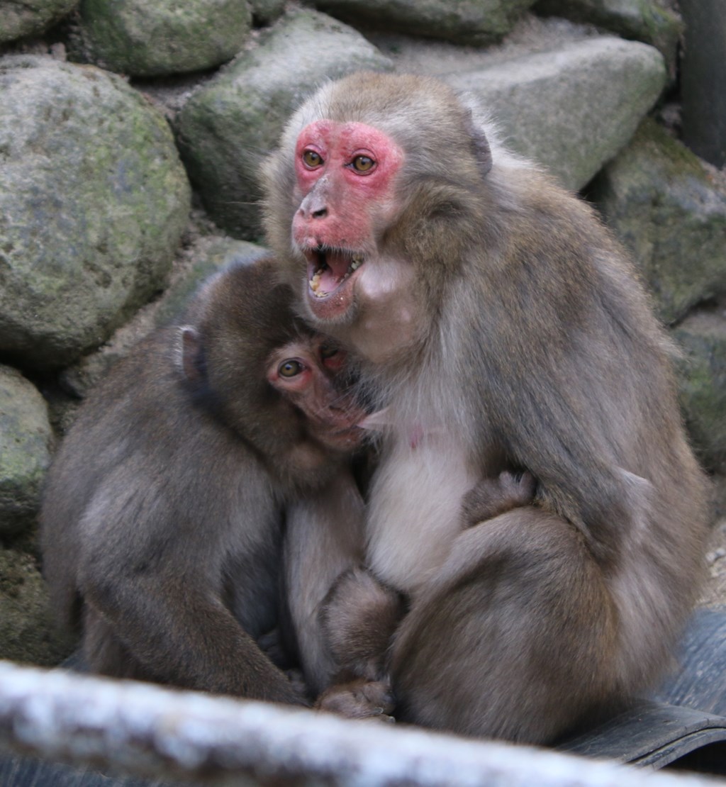 甘えん坊だぞ