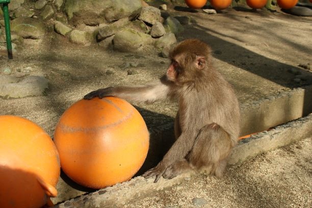 コロコロ スタッフブログ 高崎山自然動物園