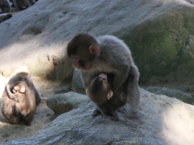 お母さんは スタッフブログ 高崎山自然動物園