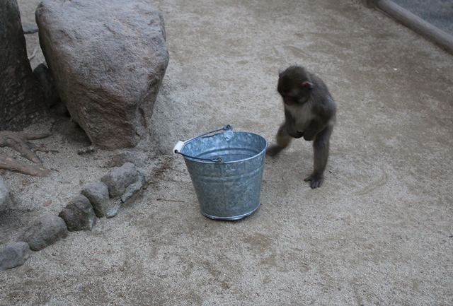 気になるバケツ②