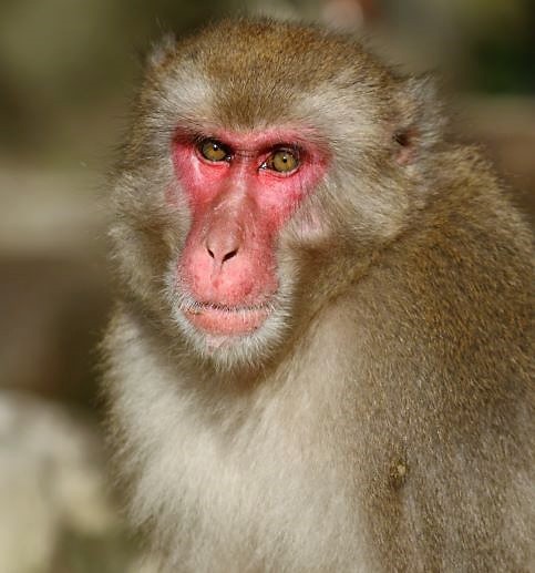 恋のおわり スタッフブログ 高崎山自然動物園