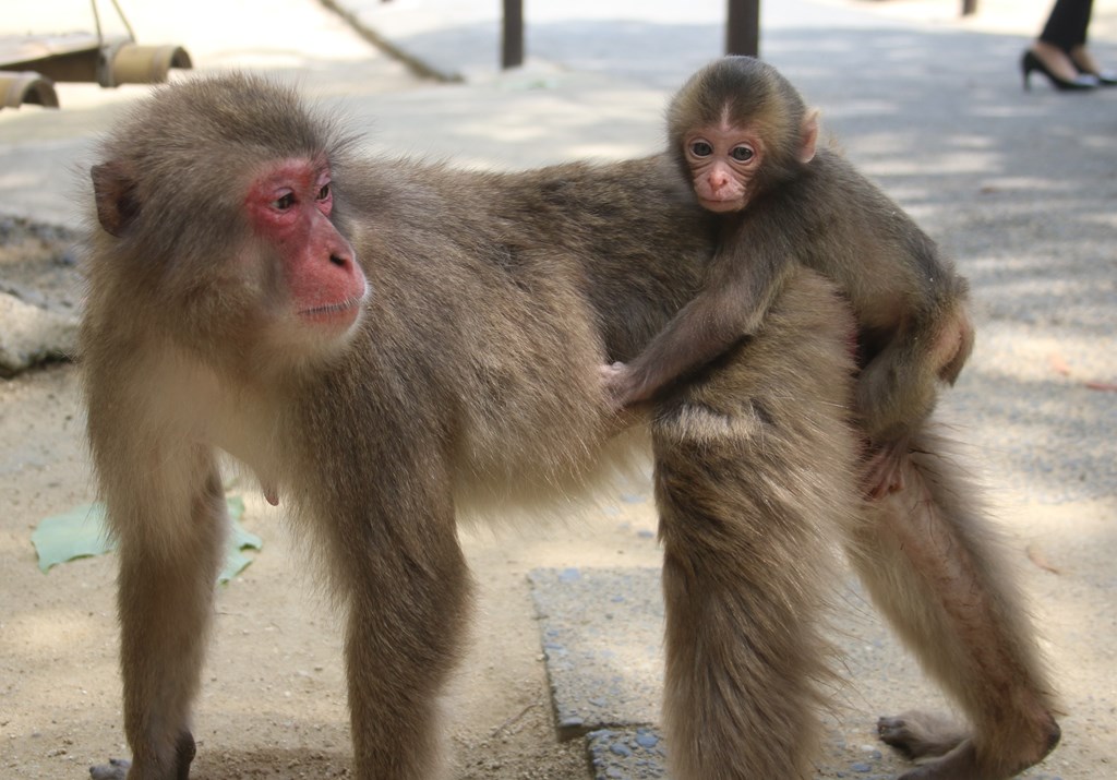 お母さん早いよ スタッフブログ 高崎山自然動物園