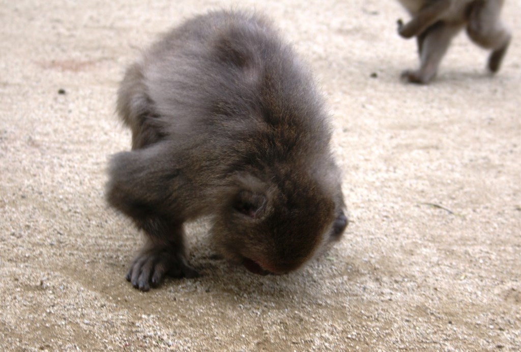 サヤカの小麦拾い