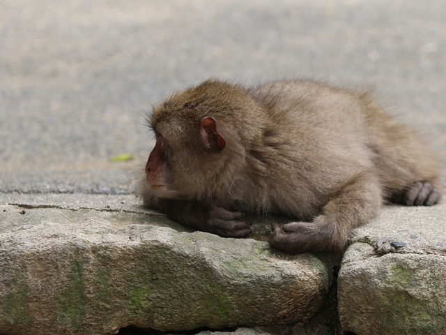 腹ばいのコザル