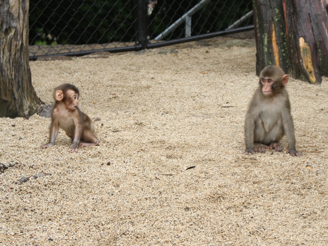 赤ちゃん間違えてますよ スタッフブログ 高崎山自然動物園