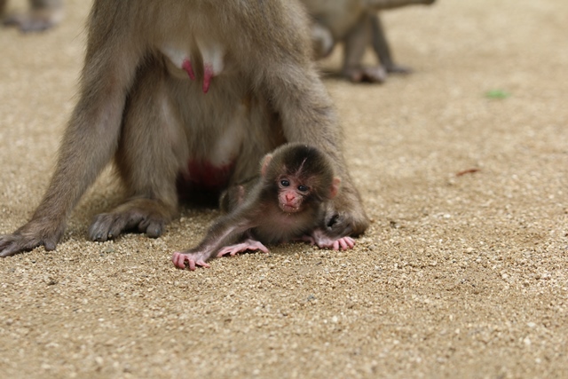 はいでる赤ちゃん