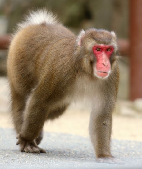 調査がはじまりました スタッフブログ 高崎山自然動物園