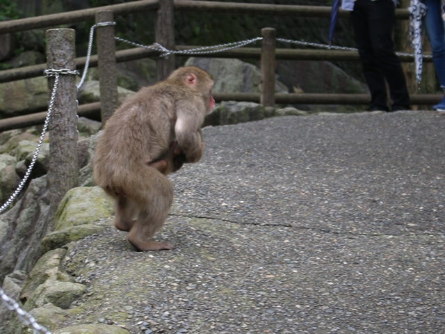 2頭の赤ちゃんを連れて走る母ザル