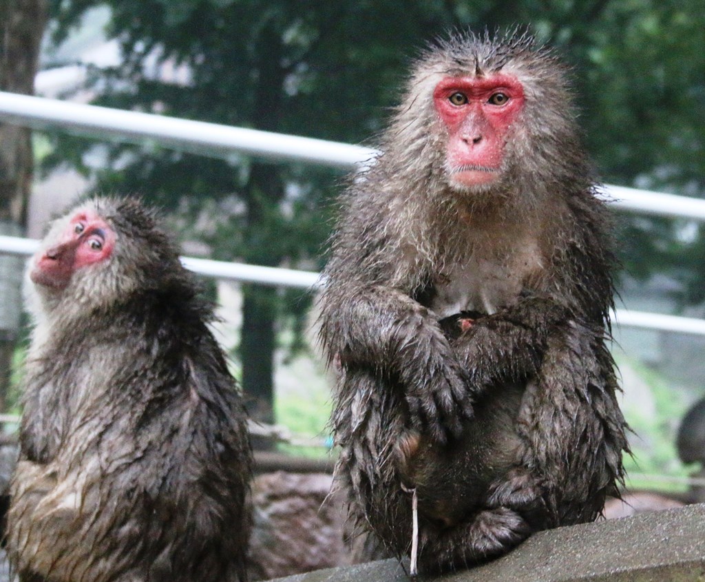 今日生まれた