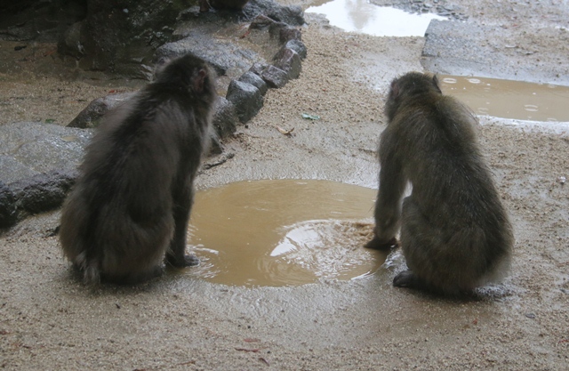 トップ2の背中