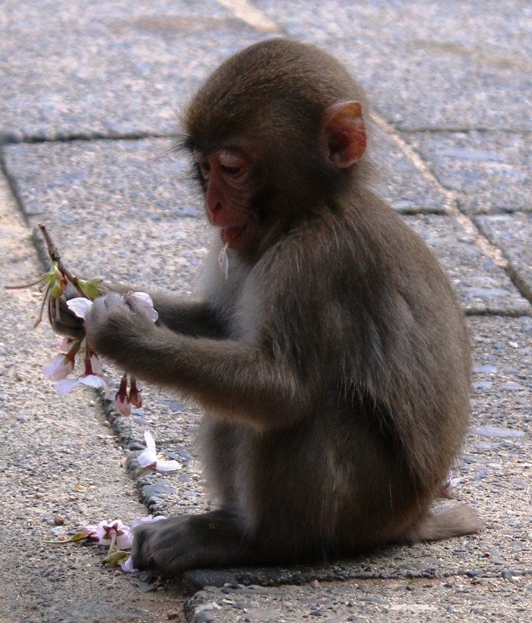 舌に花びらついちゃった