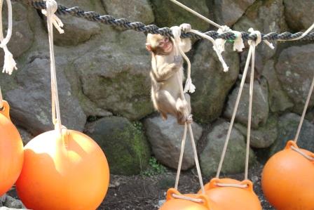 ブイで遊ぶコザル