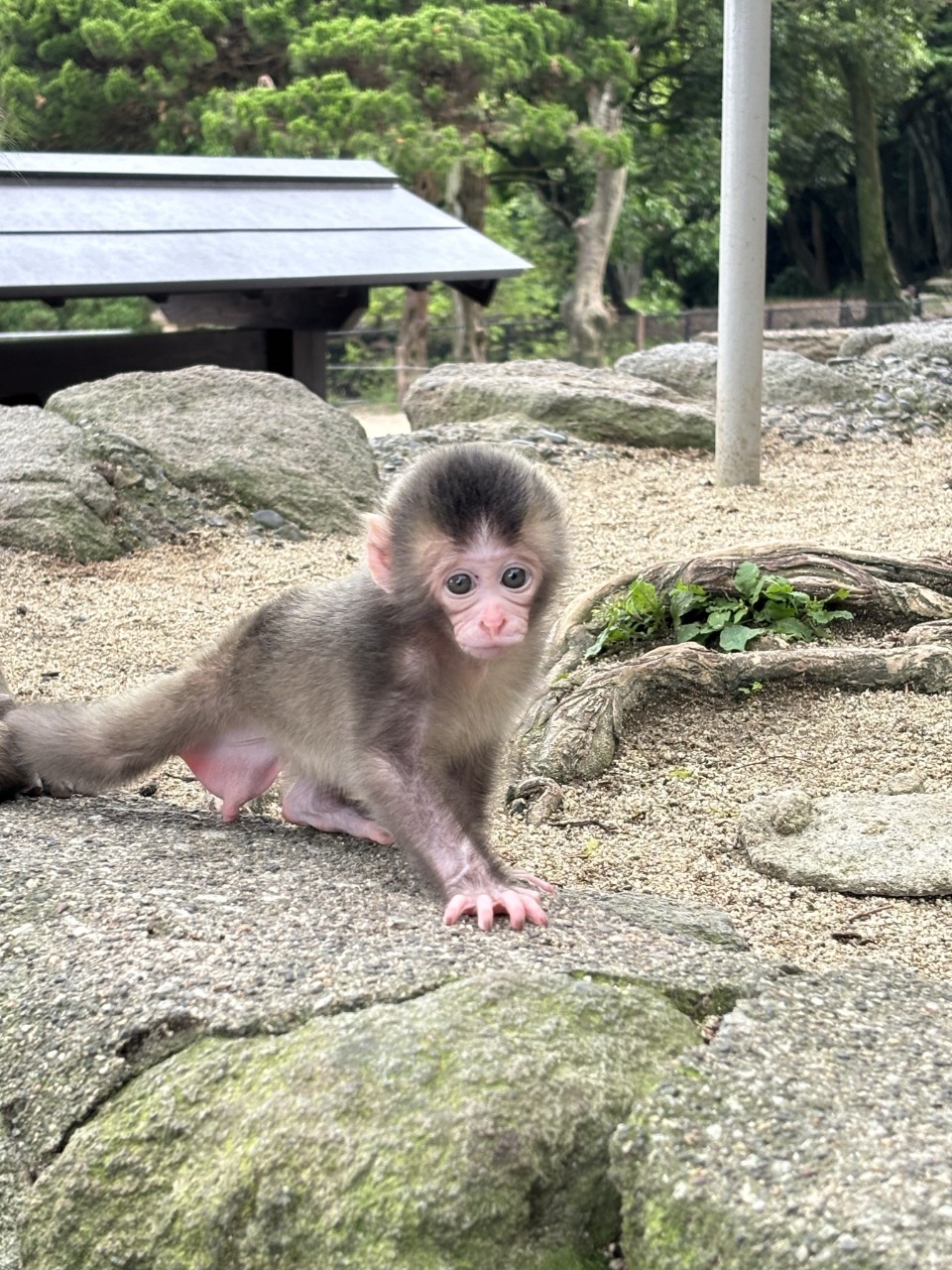 高崎山自然動物園 第1号赤ちゃんザルの名前を募集します | トピックス 